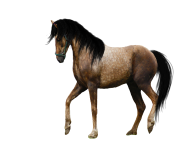 Horse Png Equidae Family 1