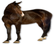 horse png Eohippus 6