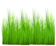 grass png clipart