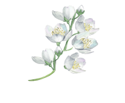 White flowers Watercolor painting Flower Floral design Illustration Watercolor flowers transparent