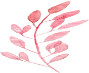 Ovate leaf pink plant illustration Watercolor painting Leaf Pink Drawing Watercolor leaves