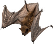 realistic bat png 18