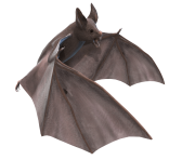 realistic bat png 1
