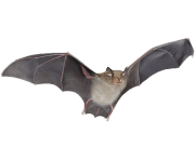 realistic bat png 15