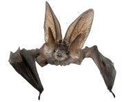 realistic bat png 7