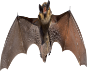 realistic bat png 8